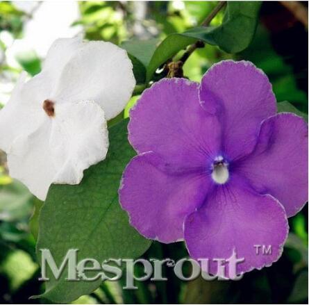 New a Bag Rare Deep Blue Brunfelsia 20+ Seeds