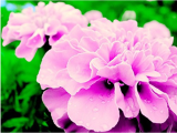 200 Rose Pink Color French Marigold seeds