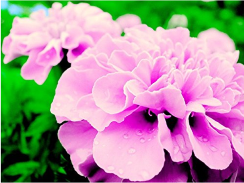 200 Rose Pink Color French Marigold seeds
