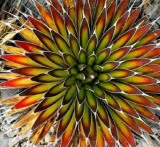 5 pcs Agave macroacantha seeds