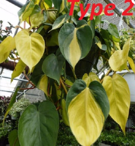 100 philodendron Seeds