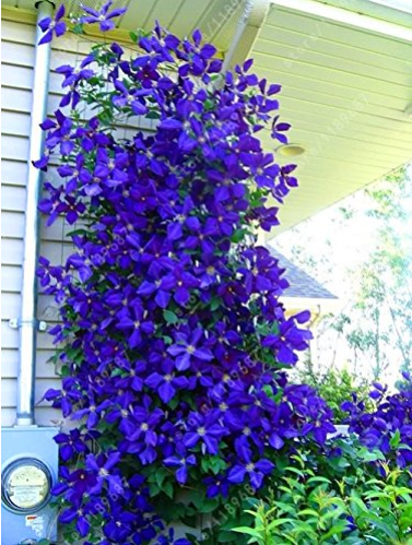 100pcs/bag Blue Clematis Seeds