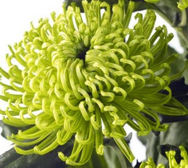 200 Chrysanthemum seeds