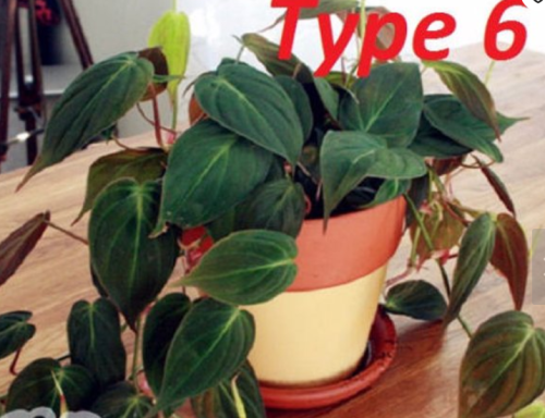 100 philodendron Seeds
