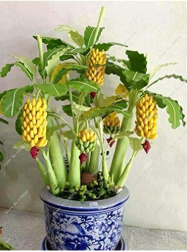 30 Pcs Dwarf Banana Seeds