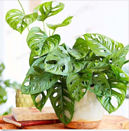 50/100PCS Monster Opliqua Evergreen Hybrid Seeds DL405C