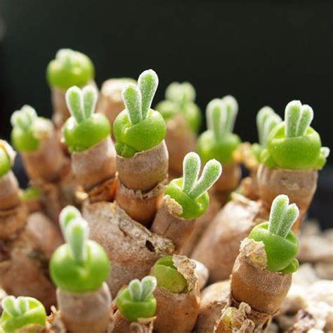 10/20/50/100PCS Monilaria Moniliformem Bonsai seed, lovely green little rabbit bonsai succulent home garden plants  DL411C