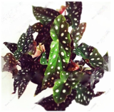20/50/100PCS Begonia Seeds DL414C