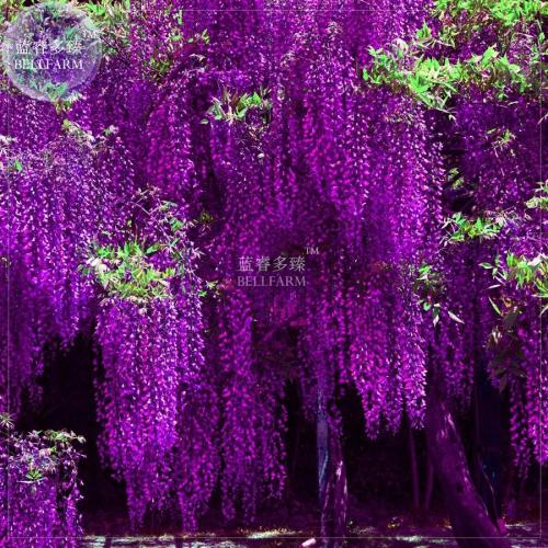 BELLFARM Deep Purple & Rose Red Wisteria Bonsai Flowers Seeds 15PCS Seeds