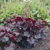 Heuchera Seeds  DL417C