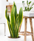 Green Sansevieria Seeds DL421C