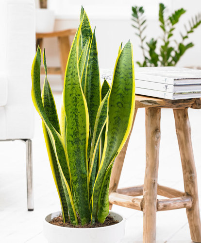 Green Sansevieria Seeds DL421C