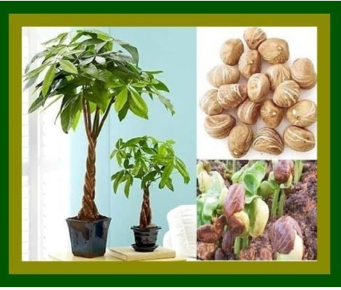 money tree pachira aquatica malabar chestnut