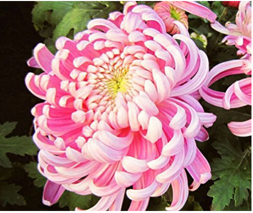 Mr.seeds 100 pcs/bag Rare Bicolor Pink Yellow Chrysanthemum Seeds Chrysanthemum Morifolium Seeds DIY Gardening Flower