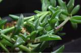 Dolphin Succulent Seeds  DL425C