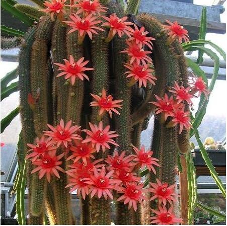 Hildewintera Aureispina Cactus Seeds DL424C