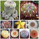200 lithops Seeds