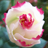 100 Eustoma Seeds