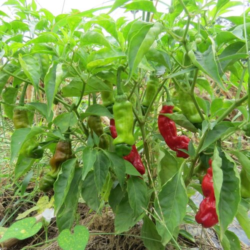 200PCS Peter Pepper Seeds