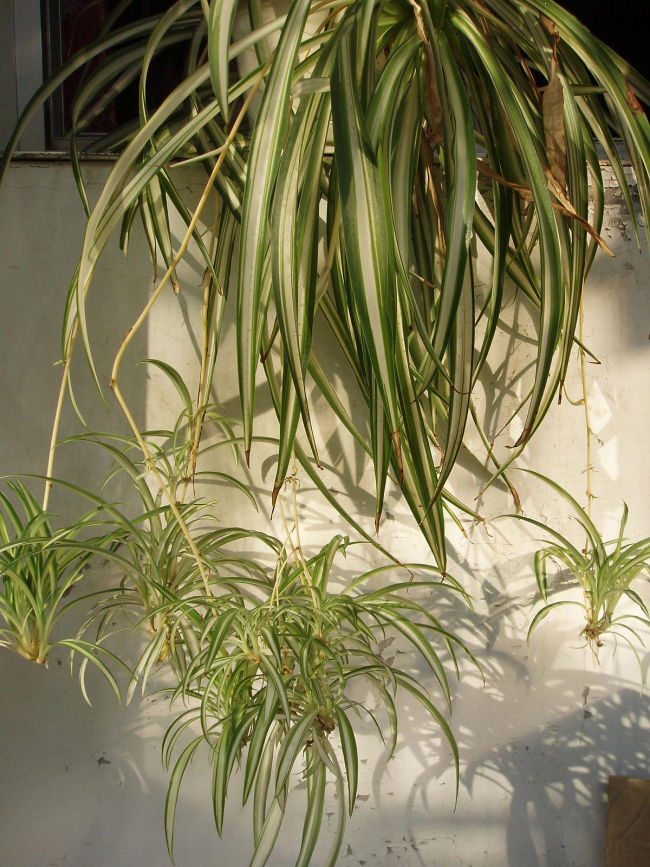 Heirloom Chlorophytum Seeds DL433C