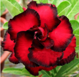 20 Fresh Seeds Adenium Obesum Desert Roses Rare