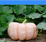 New Pink Pumpkin Vegetables Seeds