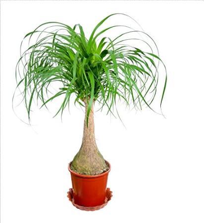 Ponytail Palm, Elephant's Foot seeds - Nolina recurvata   DL437C