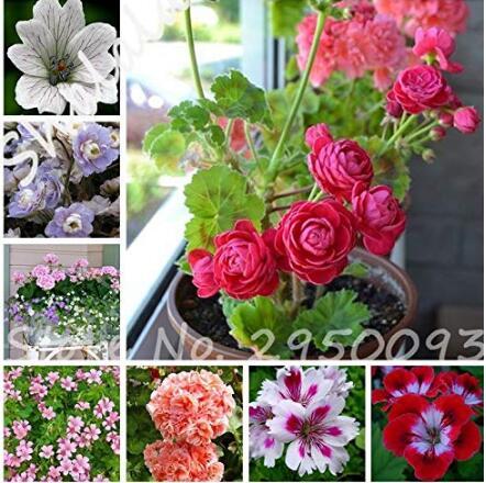 50 pcs 24 Color Dwarf Geranium Seed Bonsai Fresh Flower Seeds Pelargonium Peltatum Seeds