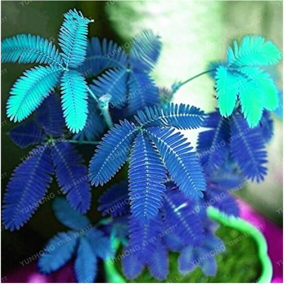 30 pcs Mimosa seeds