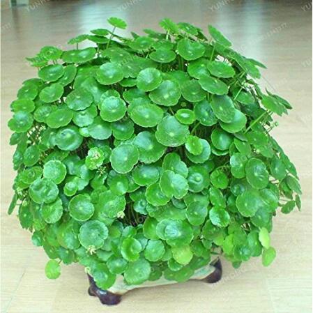 Hydrocotyle Vulgaris Seeds Potted 100 seeds Hydroponics Flower Aquarium Plants Penny Grass Seeds Best Indoor Bonsai