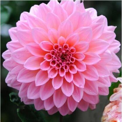 Mr.seeds A Package 100 Pieces Pink Dahlia Seeds Beautiful Gardens Dahlia Bonsai Plant