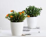 Goldfish Chlorophytum Seeds   DL450C