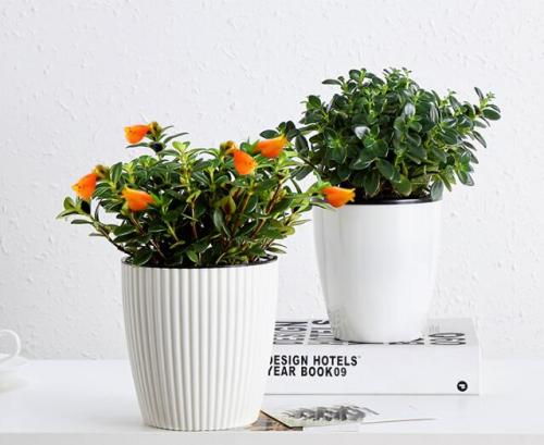 Goldfish Chlorophytum Seeds   DL450C