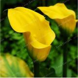 2 BULBS Calla Flower