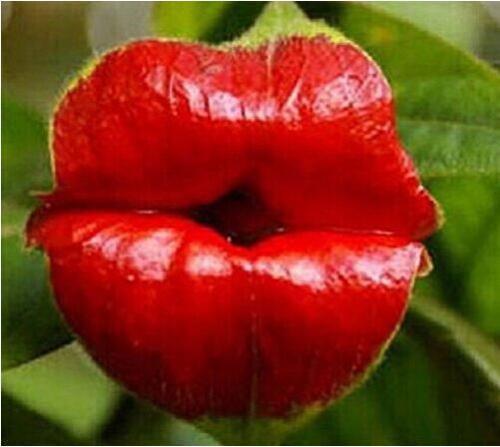 100PCS Rare Sexy Red Lip Flower Seeds Rare Seed
