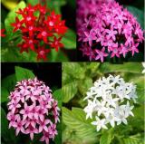 200 pcs Pentas Lanceolata Flower seeds mix 4 colors