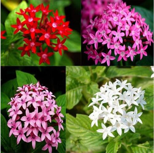 200 pcs Pentas Lanceolata Flower seeds mix 4 colors