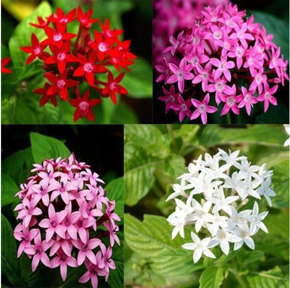 200 pcs Pentas Lanceolata Flower seeds mix 4 colors