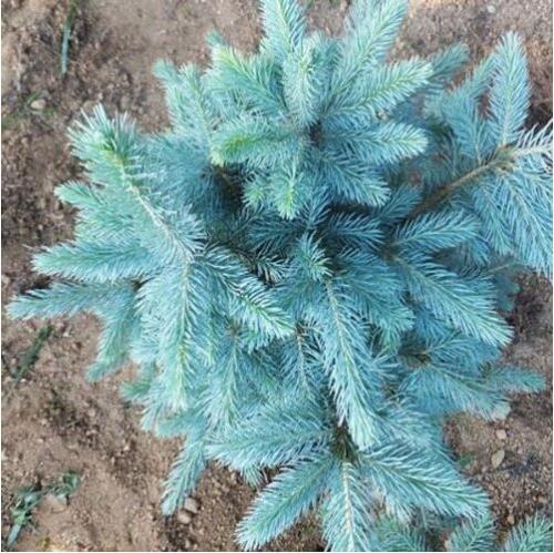 30PCS Colorado Blue Spruce Tree Seeds Picea pungens Fir Plant