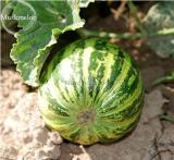 New Green Muskmelon Sweet Melon 20+ Seeds