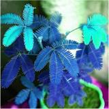 30 pcs Mimosa seeds