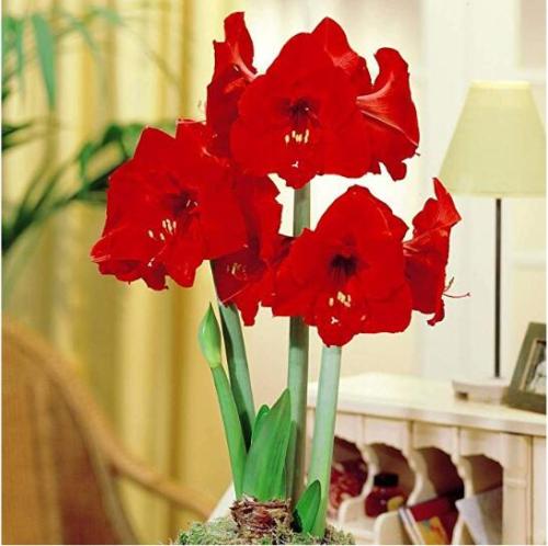 Amaryllis Red Lion - 1 flower bulb Dia.2-3 cm