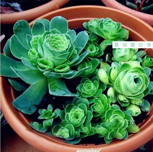100Pcs/Pack Greenovia Flowers Seeds Green Mountain Rose Succulent Plants Bonsai Seed