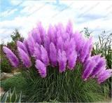 500PCS Purple Pampas Grass Seeds