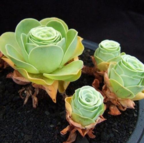 100Pcs/Pack Greenovia Flowers Seeds Green Mountain Rose Succulent Plants Bonsai Seed