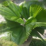 BELLFARM Licuala Cordate Rare Seeds 40+ Round Mellow Leaves Perennial Plants