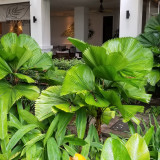 BELLFARM Licuala Cordate Rare Seeds 40+ Round Mellow Leaves Perennial Plants