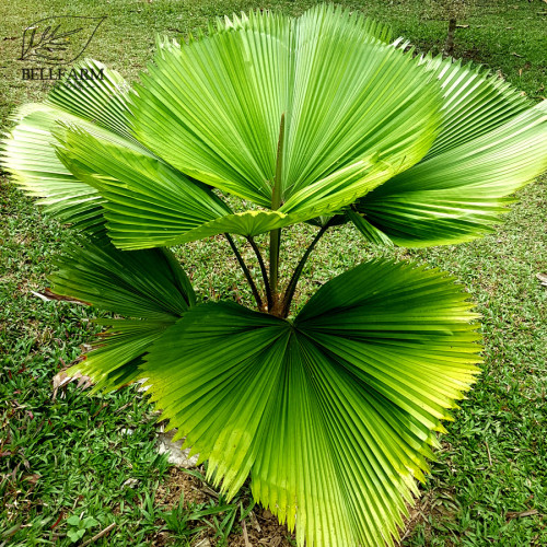 BELLFARM Licuala Cordate Rare Seeds 40+ Round Mellow Leaves Perennial Plants