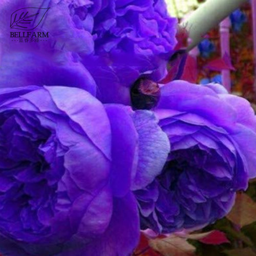 BELLFARM 10PCS Hybrid F1 Peony Seeds Orange Red & Purple Blue Double Big Blooms Flowers