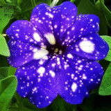 BELLFARM 200PCS Starry Sky Petunia Seeds